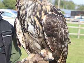 Customer Photo of Owl Experience Derbyshire Customer Photo of Owl Experience Derbyshire